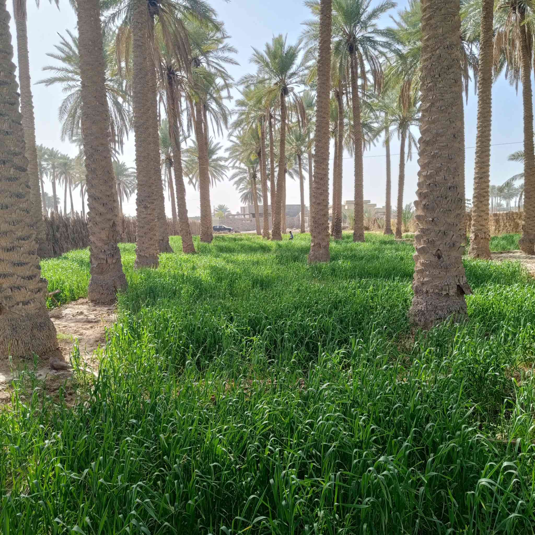 السلام عليكم ارض للبيع دونم و700متر الأرض مسيجه النزال33 متر الوجه 100  منطقه الصقلاوية قرب شيخ حكمت طابو زراعي سند 25 الاستفسار ***********
*********** الانبار فلوجه
