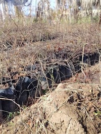 شتل عنب • ياقوتي • بضمان