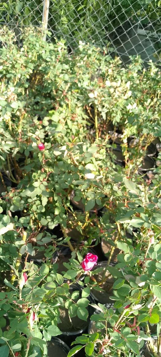 ورد سلطاني الشتلة ب3000
يوجد توصيل لكافة مناطق كركوك


**إذا كنت صاحب هذا الإعلان وتريد حذفه لأي سبب، رجاءا أرسل رسالة إلى الدعم الفني**