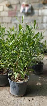 مشتل دوميز • اس موصل كبير • موصل الايسر