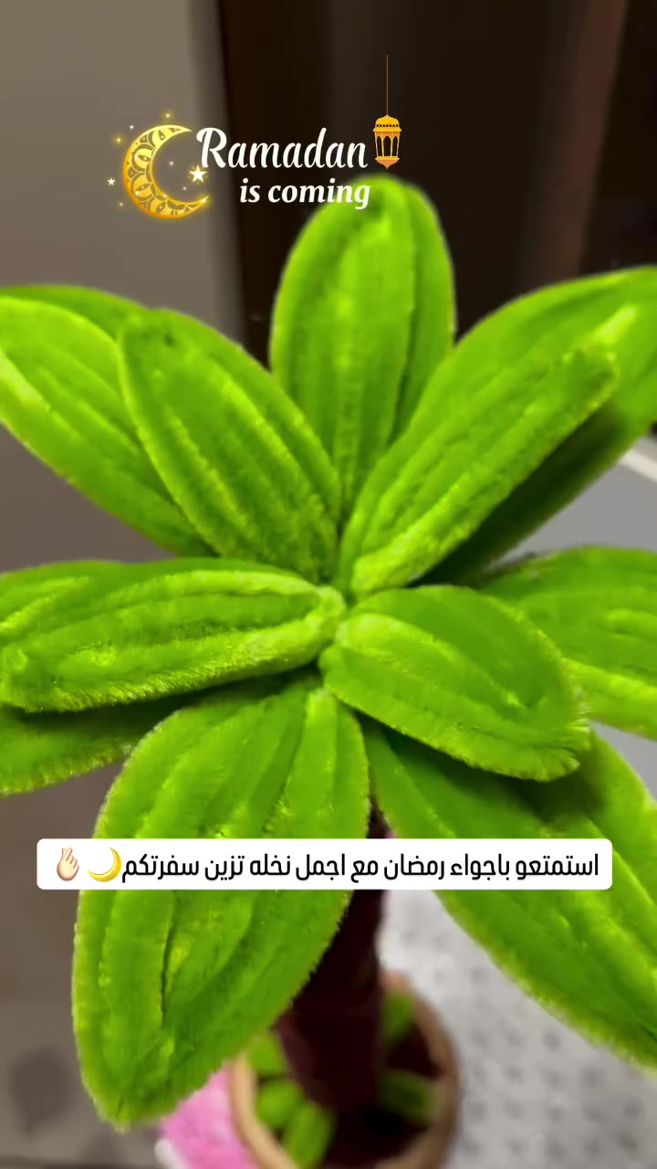 ووياكم نستقبل اجمل شهر بلسنه ووياكم بسلسله كولكشن رمضان اقدملكم نخله تخبل بلواقع طلب زبونه حبت التصميم كلش #اكسبلور #pipecleaner #رمضان #هاندميد #ugc


**إذا كنت صاحب هذا الإعلان وتريد حذفه لأي سبب، رجاءا أرسل رسالة إلى الدعم الفني**