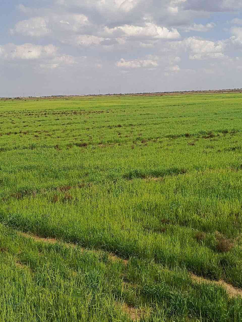 سلام علیکم  150 دونم سفح للبیع اسفح افلي  رقم الهاتف ‏‪***********‬‏
