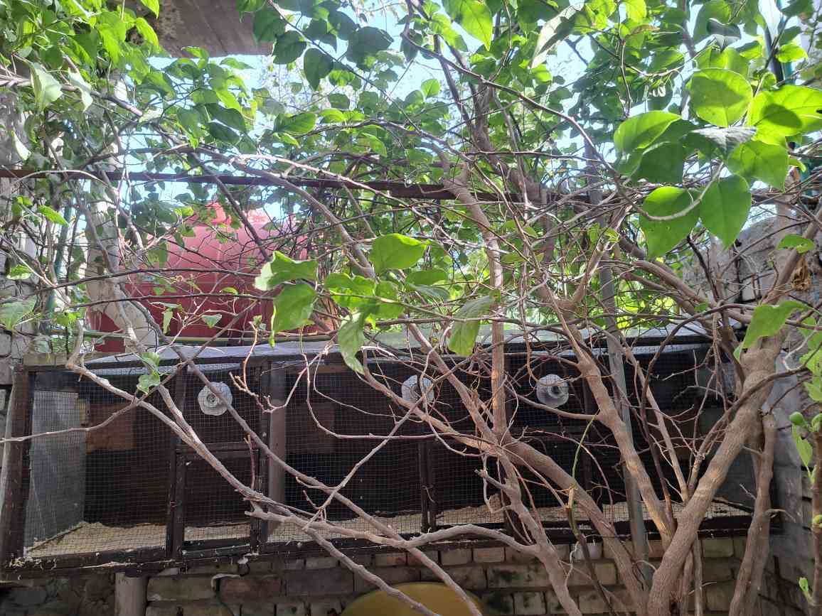 قفص مقطع ٣ خانات مع سويح ومصباح حراري لكل خانة يتعلك بالحايط ويتخلى بالكاع  خشب ثقيل ومرتب سعره ٥٠ المكان بغداد بغداد, العراق


**إذا كنت صاحب هذا الإعلان وتريد حذفه لأي سبب، رجاءا أرسل رسالة إلى الدعم الفني**