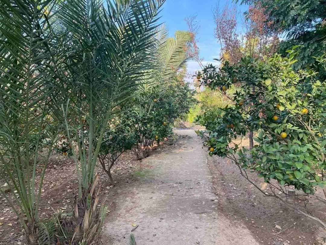 سڵاو هاوڕێیان
هەرزانترین نرخ لای هەژارانە
شوێنی نزیك
ئەم جارەیان بەیەک دۆنم باخی جوان
تاپۆی بەگزادەکانە
 لەگەڵتانداین
ڕووبەری ئەم باخە یەک دۆنمە
ئاو سەربەخۆ
کارەبا سەربەخۆ
ئەنواع داری جوان

حەدیقەی جاك
داری بەردار

کامل سیاج
__________________________
‌‌ئێوەی بەڕێزیش گەر موڵکتان هەیە دەتانەوێ بیفرۆشن یان بەکرێی بدەن 
ئەوا دەتوانن تەواوی زانیاریەکان بنێرن بۆمان
  بێ بەرامبەر بۆتانی بڵاو دەکەینەوە
- ناونیشانی تەواوی موڵکەکەت 
- چەن وێنەیەکی موڵکەکەت ئەگەرهەبو،
- 🏷نرخی موڵکەکەت
بؤزانياري ته واو 
په يوه نديبكه نه 
ژماره کانمانەوە
ــــــــــــــــــــــــ
***********
***********
***********
ــــــــــــــــــــــــــــــــــــــــــــــ
یان دەتوانن سەردانی نووسینگە بکەن
کەلار مجموعەی 500ماڵەکە نزیك مزگەوتی تەقوا
