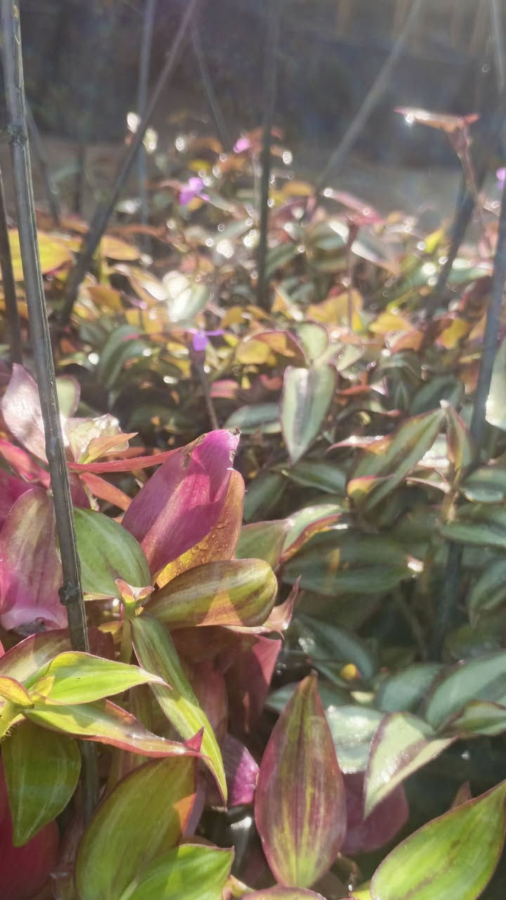 صباح الخير
مجموع من نباتات تعليك    الحجز محسن كاظم  
1+مكحله 
2+تراجي العروس      السعر 5,000 دينار
سريع تكاثر 
 (✪‿✪) (✪‿✪) (✪‿✪) (✪‿✪) 
العنوان مشتل كوت فلكت الحاوي قرب مجمع دمشق الطبي مقابل مدرسه التعليم الاساسي مشتل سماء الكوت


**إذا كنت صاحب هذا الإعلان وتريد حذفه لأي سبب، رجاءا أرسل رسالة إلى الدعم الفني**