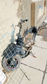 ثعلب • شاصي • كامل