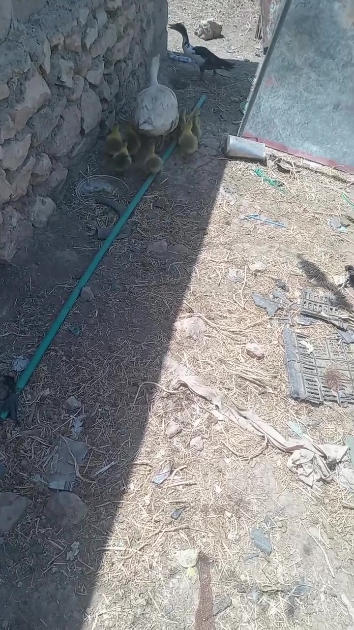 للبيع رقم ***********
