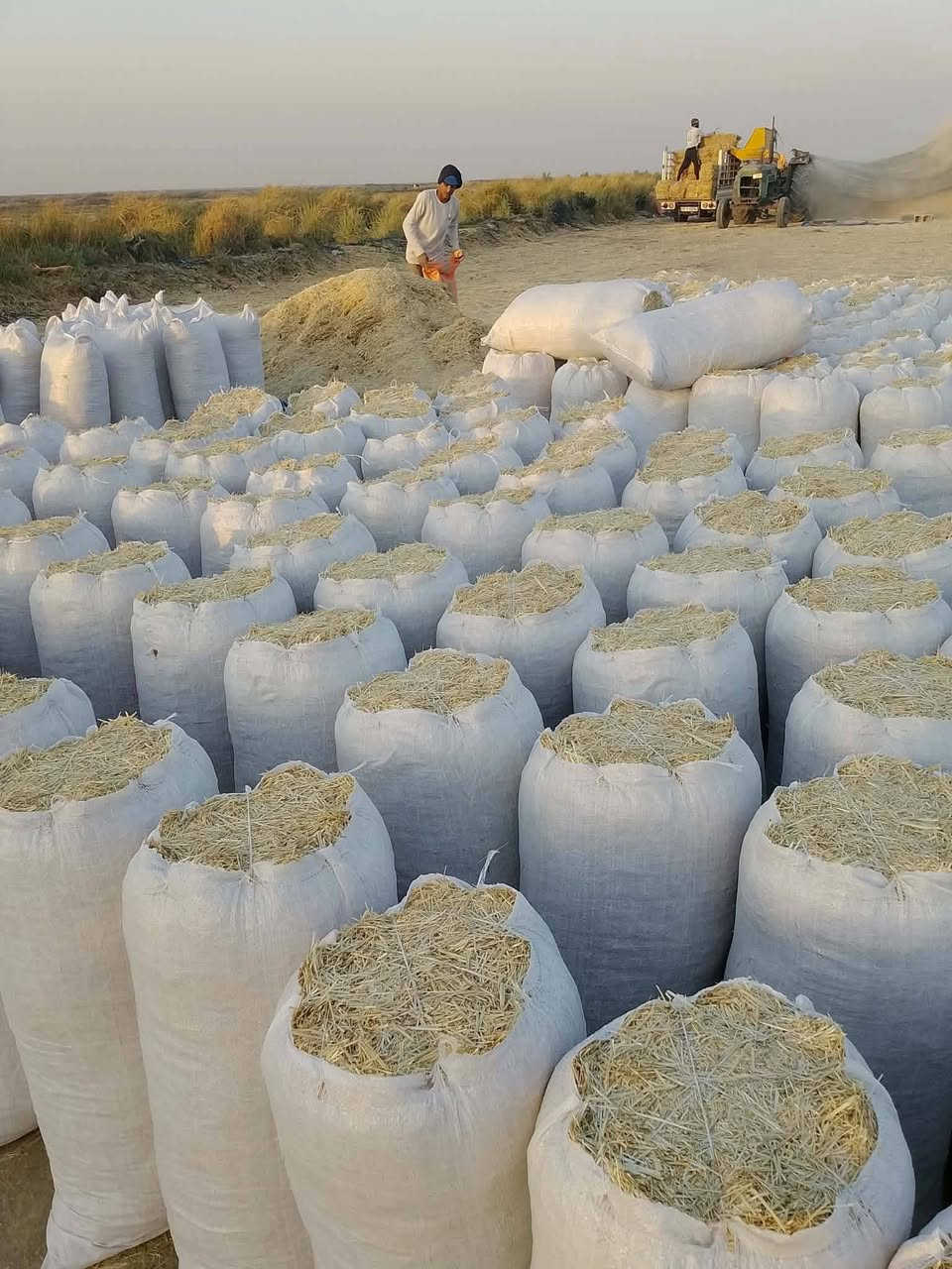 السلام عليكم تبن لبيع بنسب لسعار لرايد تبن يتصل *********** وتوصيل لباب بيتك وددلل
