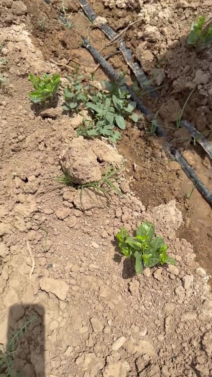 سيلازل.. المبيد اللي ما يرحم العناكب والمن!

🔥 من أقوى وأفضل المبيدات على:
🕷️ العناكب الحمراء
🦟 حشرة المن

📦 طريقة الاستخدام:
علبة 100 مل تخلط بـ 100 لتر ماء 🌿

✅ مميزاته:
☑️ آمن وفعّال
☑️ فترة الأمان صفر يوم — تقدر تقطف فوراً بعد الرش!
☑️ يتخلط مع أغلب المبيدات بدون مشاكل

🚚 توصيل لكل محافظات العراق

📍 مكتب المهندس مهند حسين العيساوي
بغداد — التاجي، مقابل معسكر التاجي

📞 للطلب والاستفسار:
***********
