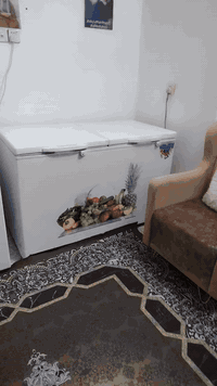 يا الله سلام  عليكم مجمده حجم كبير  كلش اكبر حجم بل مجمدات فول فول تجميد بابيييين حجم عملاق سعر 350 وبيها مجال نوعيه رويال الرحمان ام التاج. مكان كربلاء حي الميلاد شارع 20 للاستفسار ***********
