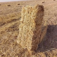 تبن كبس • درجة اولى • توصيل للبيت