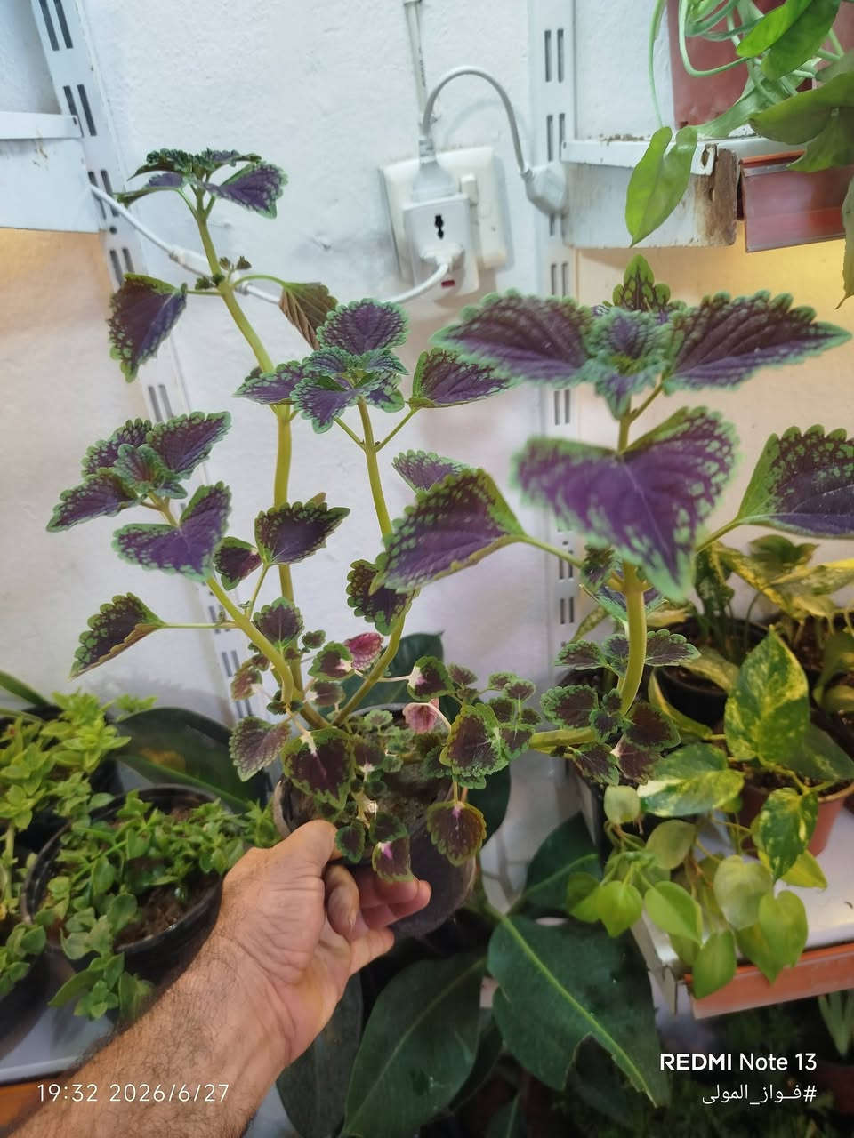 🌿 متوفر لدينا للبيع 🌿
تشكيلة متنوعة من النباتات الظلية والخارجية 🌱✨
بالإضافة إلى جميع مستلزمات العناية بالنباتات:
🪴 تربة زراعية جاهزة:
✅ بتموس هولندي 
✅ كوكوبيت الياف جوز الهند 🇮🇳
✅ حبيبات البرلايت
✅ خليط زراعي جاهز (بتموس + كوكوبيت + برلايت) مناسب للزراعة والعناية بالنباتات 🌿
🧪 مجموعة متنوعة من الأسمدة والمغذيات الخاصة بالنباتات
🛡️ مبيدات حشرية وفطرية لحماية النباتات والعناية بها
نوفر لكم كل ما تحتاجه نباتاتكم من مستلزمات الزراعة والمتابعة 🌱👌🏻
📍 متوفر توصيل داخل الموصل
العنوان : موصل الجديدة – سايدين حي العامل
📌 للطلب والاستفسار عن الأسعار والحجز:
تواصلوا معنا عبر الماسنجر أو الواتساب أو الاتصال
📞 ***********
🌱 فواز المولى
عيادة الزراعة المنزلية
