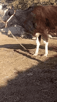 بقره خشنه ام ثالث بطن عشار مكمله ٧ اشهر وطابه بالثامن متعهده للولاده وبعد الولاده بكافه شروط الجني بابل ناحيه الشوملي السعر ١٦٥٠ للاتصال *********** واتساب *********** يوجد توصيل لبعض المحافظات وحسب الاتفاق
