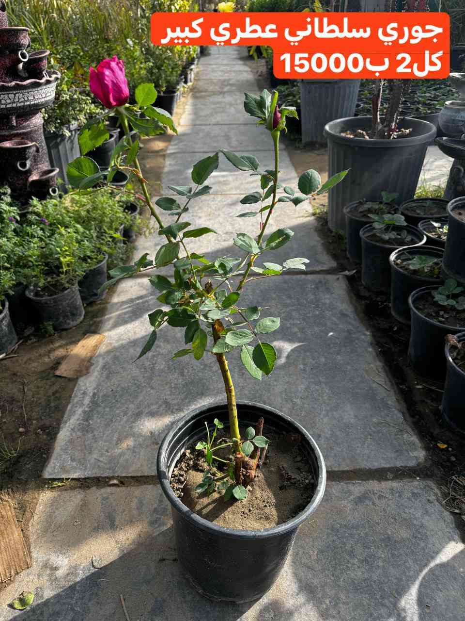 نباتات خارجية

اي حاجة من الطلب ما تعجبكم رجعوها مع المندوب 

التوصيل داخل الحسينية 2000
التوصيل المناطق المجاورة 5000
التوصيل بعض مناطق بغداد7000

توصيل المحافظات فقط مستلزمات زراعية والبذور والبلاستك والجملة 

يتوفر لدينا دفع الكتروني 💳 ماستر كارد رافدين وزين كاش 

✅ عنوان بغداد .الحسينية .نهاية شارع السكلات🫣

🌲زورونا تجدون الافظل

الموقع على الخريطة👇🌐

https://maps.app.goo.gl/3Ekn4CXD6gz8GBEq8

اوقات عمل المشتل   🕖من ساعة 7 صباحاً وحتى الساعة10🕙 مساءً 

🚚يوجد توصيل 

للحجز والاستفسار

***********. 📞لأي استفسار الرجاء مراسلتنا على بريد الصفحة 📩 او الواتساب 📲 أو الإتصال على الرقم

باقي الصور في التلكرام https://t.me/evjifdyiojv
