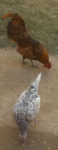 زوج اسباني • دجاجة تبيض • سامراء