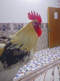 للبيع • داموك • متوفر للبيع