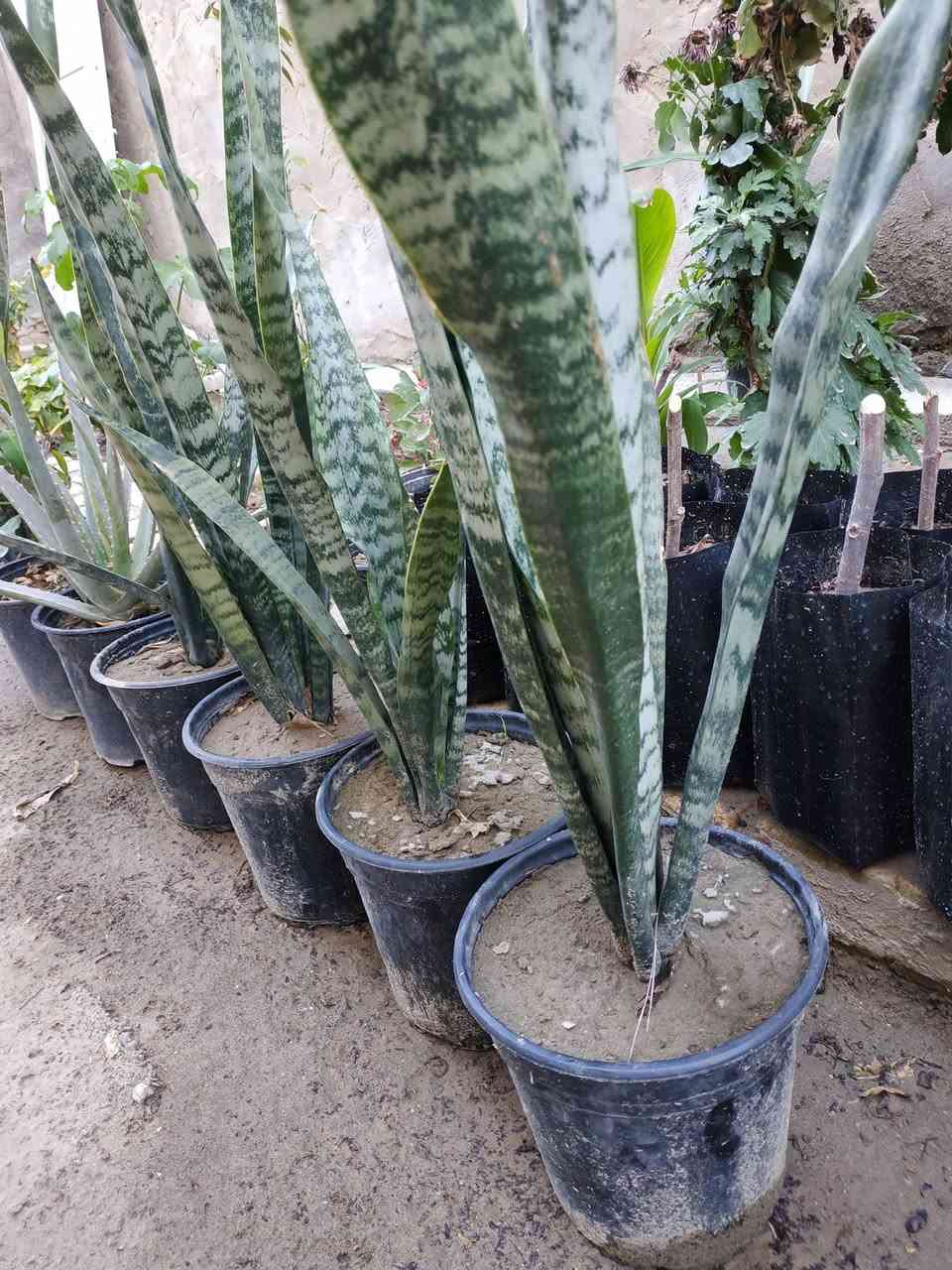 يتوفر شتلات حلوات وخشنات بأسعار مناسبة...
جهنمي لون وردي ولون حني ولون ابيض،،  دمعة طفل، انتران، دم العاشق، لفيرا، جلد النمر، كرن الغزال، عين البزون لون ابيض وردي، العنوان ابي غرق مقابل البلدية عبر البزل خلف الحسينية أو خلف المولده للتواصل ***********
