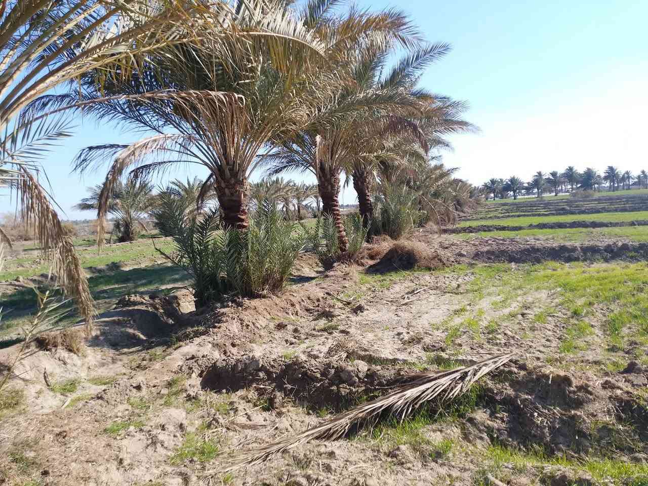 السلام عليكم
ارض زراعيه للبيع مساحتها 17دونم 

جنس الأرض اصلاح زراعي سند 35 

تتوفر خدمات ماء اساله وكهرباء ومياه سقي 

موقع ورديه خارج 

تبعد عن شارع العام 700 متر 

تحتوي على بستان نخيل يتكون من 400 نخله 

وبيوت عدد 2 بناء قديم 

سعر دونم 15 وبيه مجال ***********
