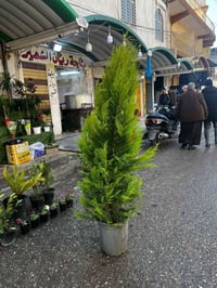 كاردينيا عراقي • فل عراقي • سرو