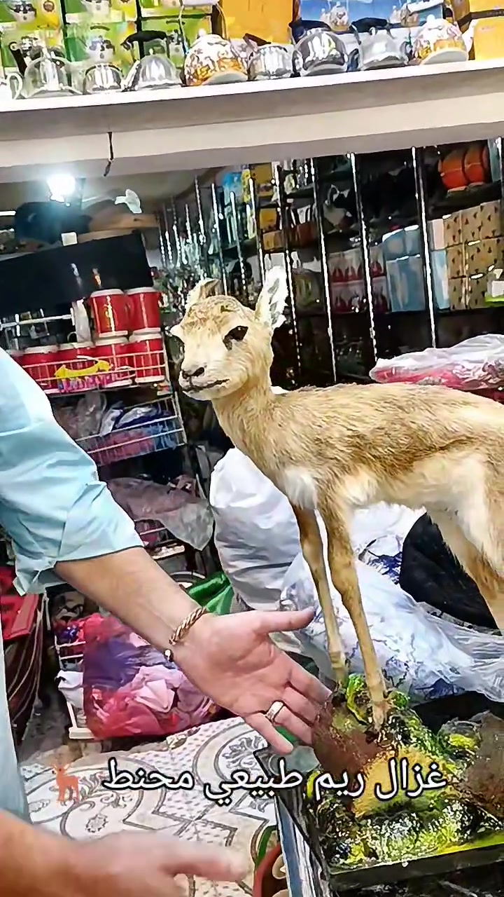 🦌 غزال ريم طبيعي محنط 🦌
قطعة فخمة وراقية تضيف الهيبة بكل مكان 👑
جمال طبيعي أصلي يخطف جميع الأنظار 🔥

جودة عالية جداً بالتحنيط 
مع تفاصيل دقيقة ومرتبة 👌
ديكور فاخر 👑 للمجالس العربية ولمحبين التميز والنوادر 🏛️

📏 الطول تقريباً : 52 سم
📏 العرض تقريباً : 47 سم
⚠️ متوفر فقط قطعتين
سارعوا بالحجز 🔥

متوفر عند ( صاحب المميز ) 🥇 للطلب والاستفسار 📩 خاص هنا ماسنجر و واتساب للرد السريع *********** ☎️ يوجد توصيل 🚚 كل المحافظات العراق 🇮🇶 و الدول 🌎
