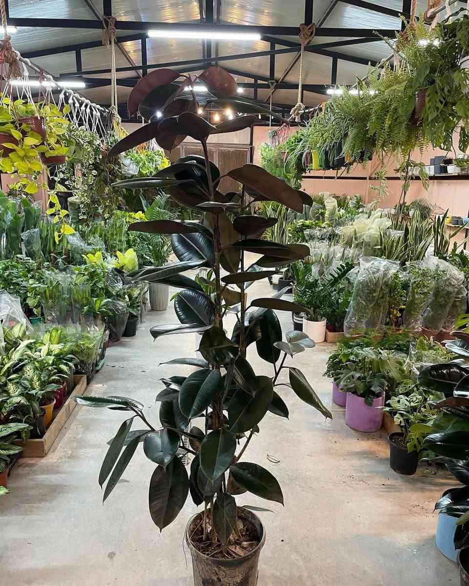 🌿 نبات المطاط.. ملك الديكور وهيبة المكان 🌿
​إذا كنت تبحث عن نبات يجمع بين فخامة الشكل وقوة التحمل، فـ نبات المطاط (Ficus Elastica) من مشتل الغصن الأخضر هو الخيار المثالي لإضافة لمسة ملكية لمنزلك أو مكتبك.
​لماذا يجب أن تقتني نبات المطاط؟
​🍃 أوراق فاخرة: يتميز بأوراقه الكبيرة، الجلدية، واللامعة التي تعطي انطباعاً فورياً بالرقي والنظافة.
​✨ منقي طبيعي للهواء: يعتبر من أقوى النباتات في امتصاص الملوثات وتنقية جو الغرفة، ليعطيك بيئة صحية ومنعشة.
​💪 نبات صبور: يتحمل مختلف الظروف المنزلية، ولا يحتاج لعناية معقدة، مما يجعله صديقاً رائعاً للمبتدئين.
​🏠 قطعة ديكور حية: بفضل لونه الأخضر الداكن ونموه العمودي الجذاب، يملأ الزوايا الفارغة ويحولها إلى ركن فني.
​عزز جمال بيتك بنبات يجمع بين القوة والجمال.. وبسعر مناسب جداً!
​💥 سعر المنتج: 6000 الف دينار 📲 لطلب المنتج واتساب: 0786 934 9257
