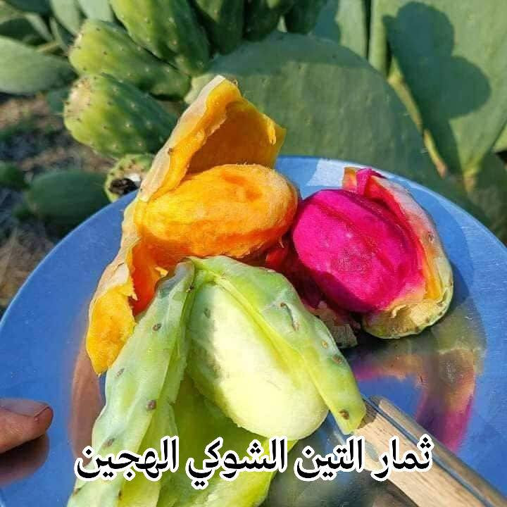 الفرق بين التين الشوكي الهجين/////و// الصبار العراقي  موضح في الصور ادناه👇👇👇
بحيث التين الشوكي الهجين يتميز بعدد النتؤات المكونه عادة من ((6- 7))  مصفوفه بشكل عمودي مائل.
ثمارة تكون على 3 انواع احمر ابيض اصفر 
ذات طعم حلو وبذور قليلة واشواك تكاد جداا معدومه .

اما الصبار العراقي يتميز بوجود 3 ثلاث نتؤات عليه .
ثماره تكون حامضه مع وجود بذور واشواك ناعمه.

يتوفر لدينا شتلات وكفوف واسعار مناسب
تتوفر خدمة توصيل 

***********
