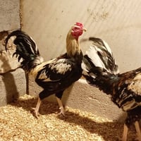 ثلاث ديوجة • ٨-٩ أشهر • بصرة شط العرب