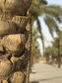 تقليم الأشجار • قص الأشجار • تكريب النخيل