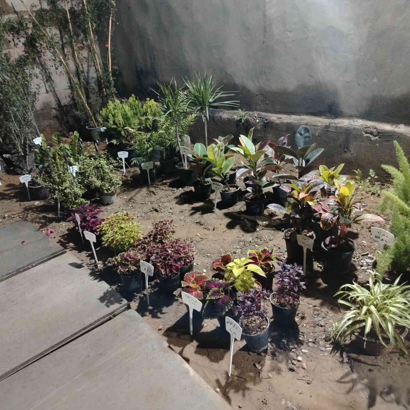 #مشتل_الود #الوجيهية_شارع_الاطباء
متوفر خدمة توصيل


**إذا كنت صاحب هذا الإعلان وتريد حذفه لأي سبب، رجاءا أرسل رسالة إلى الدعم الفني**