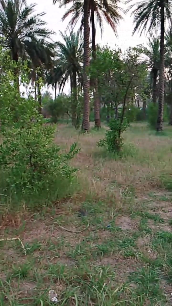 سلام عليكم سعر ٢٥٠ دونم للبيع كربلاء الحسينيه شارع بزل خلف جامعة زهراء سند ٢٥تحويل اسهم يبعد عن مركز المدينة ٥كيلو ***********
