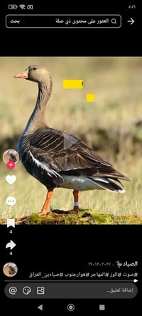 قاز للبيع الزوج 75 ألف العدد 24 07840454256 07782952468