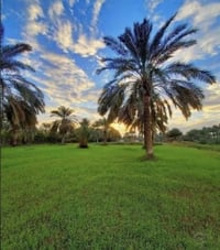 ٣دوانم • طابو زراعي • بابل حي الصحه