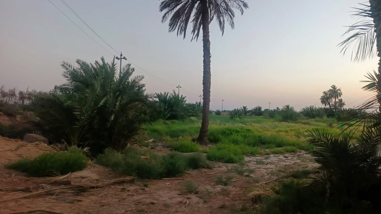 للبيع ارض طابو زراعي تحويل بالاسم 
تحتوي على نخيل وسدر وبعض الأشجار المختلفه 
كذلك تحتوي على حقل لتربية الدواجن او العجول جاهز 
ارض خصبة جداً ينصفها شارع تبليط ويحدها نهر دجله 
المجموع 6 دونم 4 طابو صرف و2  شاطيه 
توجد كهرباء محوله جديده
مدرسة + مركز صحي قريب
تصلح للاستثمار او السكن 
مكانها اكصيبه الثانيه 
سعر الدونم 
35 مليون 
يعني 6*35=210 

***********
