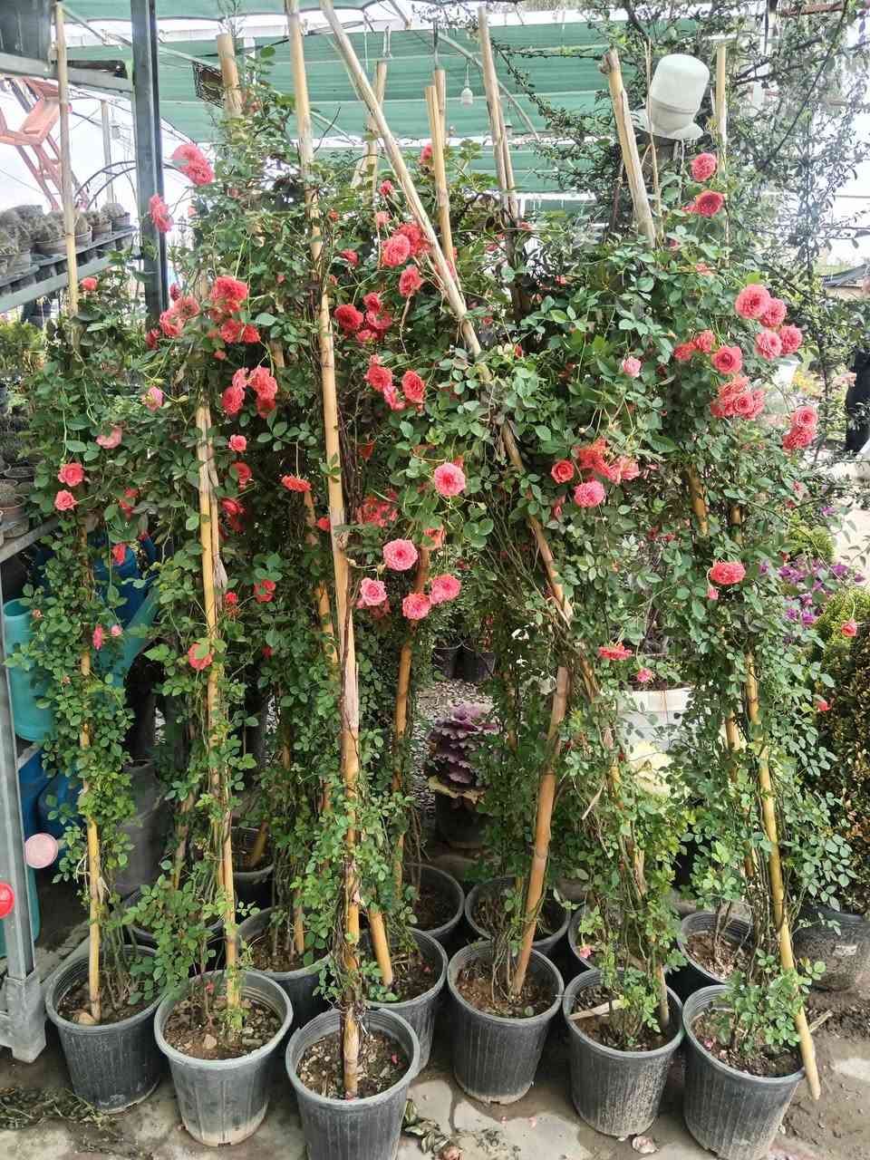 #وصول_وجبة_نباتات_جديده(ضلي+خارجي)
#خدمة_توصيل
نباتات تصلك لغاية باب بيتك! 🪴✨
​حابب تضيف لمسة حياة لبيتك أو مكتبك؟ نوفر لك تشكيلة رائعة من أجمل النباتات الظلية (الداخلية) والخارجية، بأسعار تنافسية جداً.
​نباتات ظلية: لتنقية الهواء وإضافة لمسة رقي لزوايا البيت.
​نباتات خارجية: لتزيين البلكونات والحدائق بأجمل الألوان.
​🚚 خدمتنا: توصيل فقط (لباب البيت).
💰 الأسعار: مدروسة وتناسب الجميع.
​اطلب الآن وخلّي الطبيعة تدخل بيتك 
للاستفسار او الحجز راسلنا عبر الرسائل او عبر الواتساب ***********  📥
