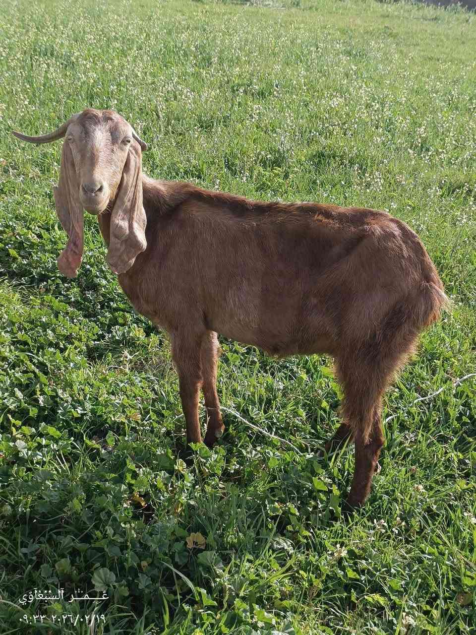 السلام عليكم عنوز العدد 4 اثنين والدات جدايا واثنين ما والدات للبيع ***********
