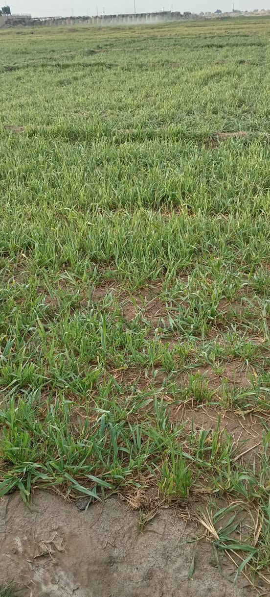 سلام عليكم كاع للبيع 15دونم  عله طريق كربلاء نجف  دونم 8 ***********
