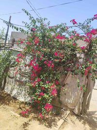 حي الجزيره • ١٤٧م • حديقه ضمن البيت
