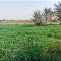 عكركوف النخيل • طابو زراعي • ٣ دونم