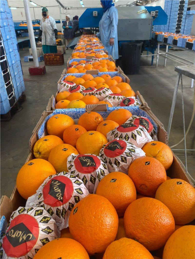 Fresh orange navel 🍊 available for export


**إذا كنت صاحب هذا الإعلان وتريد حذفه لأي سبب، رجاءا أرسل رسالة إلى الدعم الفني**