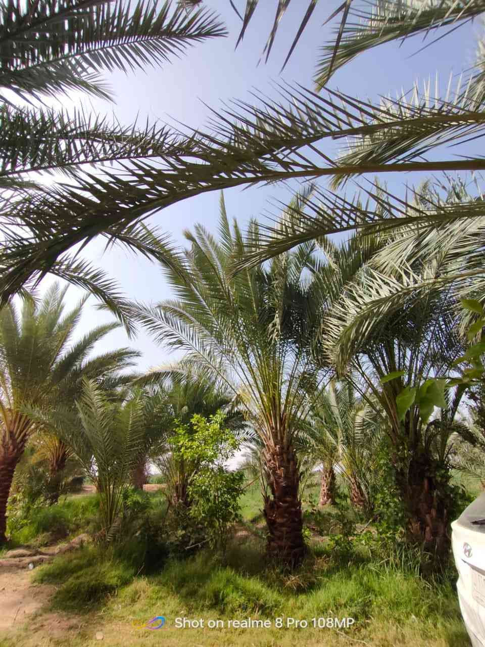 سلام عليكم ارض طابو زراعي للبيع 
المساحه 2 دونم ونص بيه 3 بيوت 
ومتوفر كافات الخدمات العنوان كفل ام نعجه  طريق كربلاء نجف استفسار اكثر 
الاتصال  ‭0783 885 1910‬
