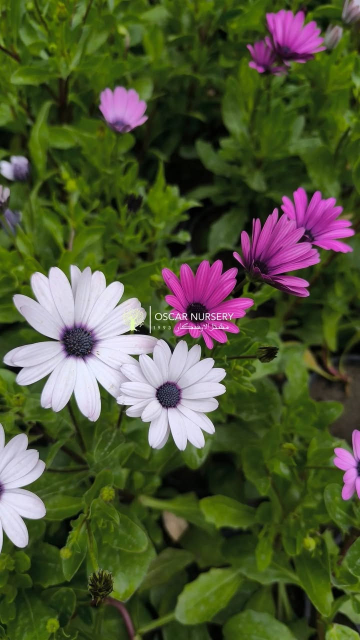 تشكيلة متنوعة من النباتات تجدونها في مشتل الاوسكار 
تصوير اليوم 12-3-2026

📍 زورونا في موقعنا:
مشتل الأوسكار – حي الحنانة – شارع نجف _ كوفة
(مقابل غرفة تجارة النجف و فريندز كافيه ومطعم شريف– مجاور متنزه الحنانة العائلي)

🕗 أوقات الدوام:
من 8:30 صباحاً إلى 8:00 مساءً

📞 للطلب والاستفسار:
*********** – ***********
(اتصال / واتساب / مراسلة عبر فيسبوك)
 متوفر دفع  زين  كاش ومتوفر ماستر  
🚗 يتوفر توصيل داخل النجف
موجودين في تطبيق توترز لبعض المواد الزراعية 
أهلاً وسهلاً بكم دائماً في مشتل الأوسكار 🌹🌹🌹
