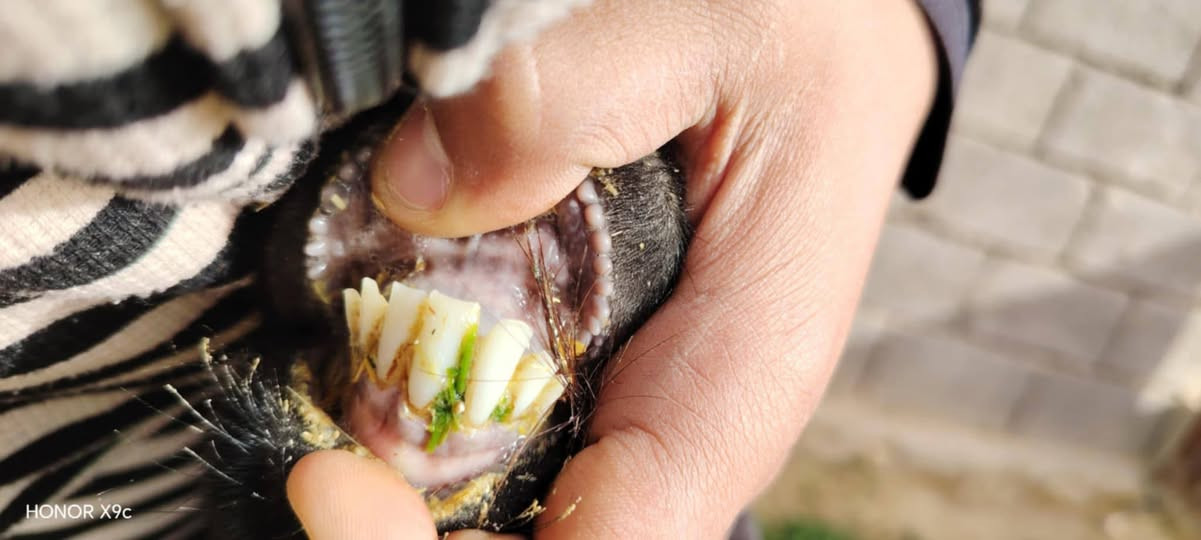 متاح عنز شرط ام ثاني ولبطنه ثالث شرط عشار حطاط فوك ل 4اشهر ضمان عنز توامه جان وراه توم ومعشره علا فغاني نصاح شرط خشنه جمه علا كل عيب سعر 285مكان حديثه ***********وبي واتساب
