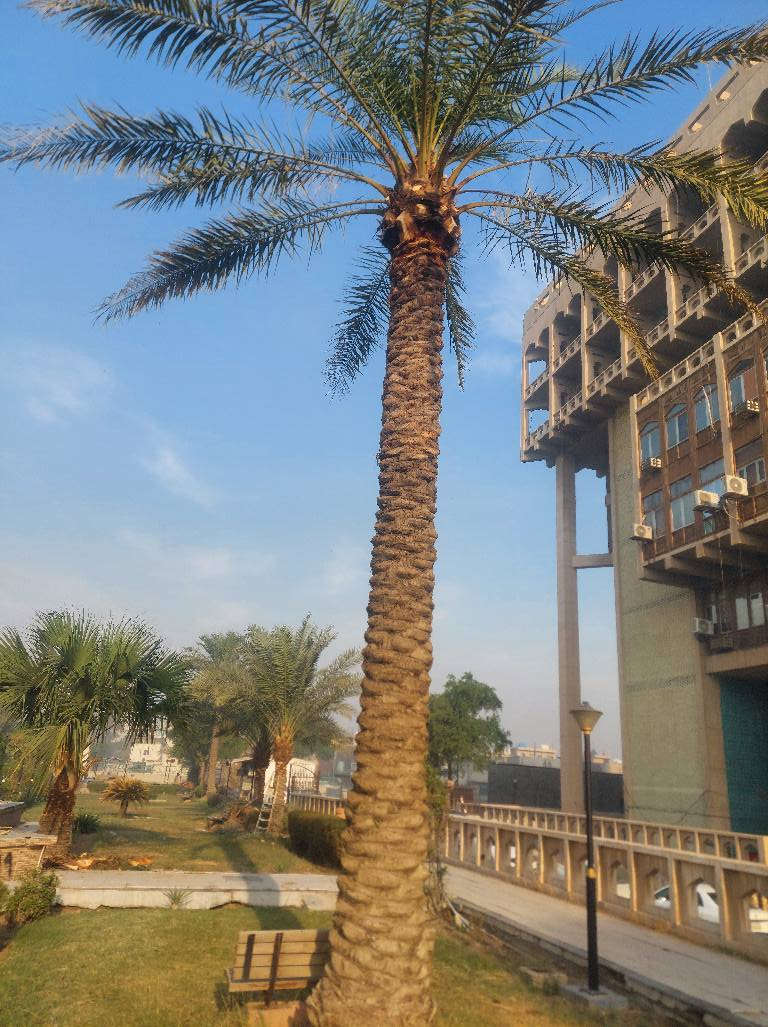 تنضيف كافت انوع النخيل وقطع النخيل والشجار ***********
