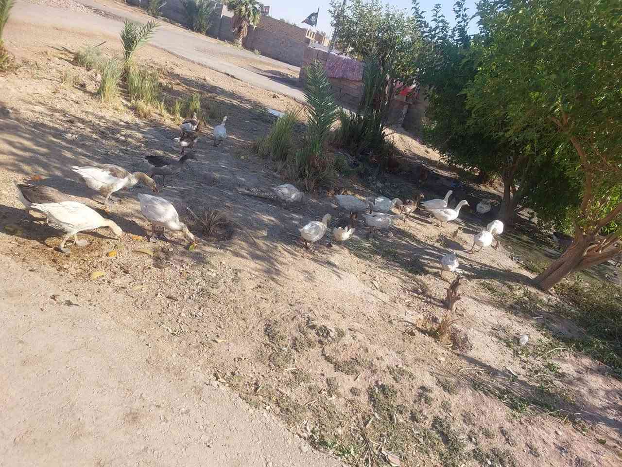 بطوط للبيع مكلف بلنشر للستفسار رقم ***********
