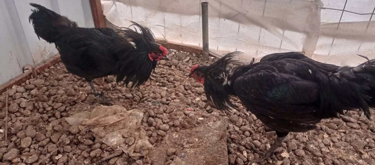 السلام عليكم هسه وصلنه ديوكه عرب سمان رقم واحد بي عتاكي وبي مال السنه كلو سمان
العنوان مفرق قريه العين واصفيه مقابل الطاقه الحراريه 
***********
