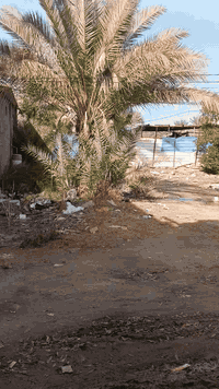 كربلاء بني حسن • ٢٢٨م • عقد زراعي