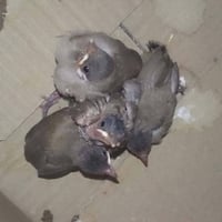 بلابل • طيور • للبيع