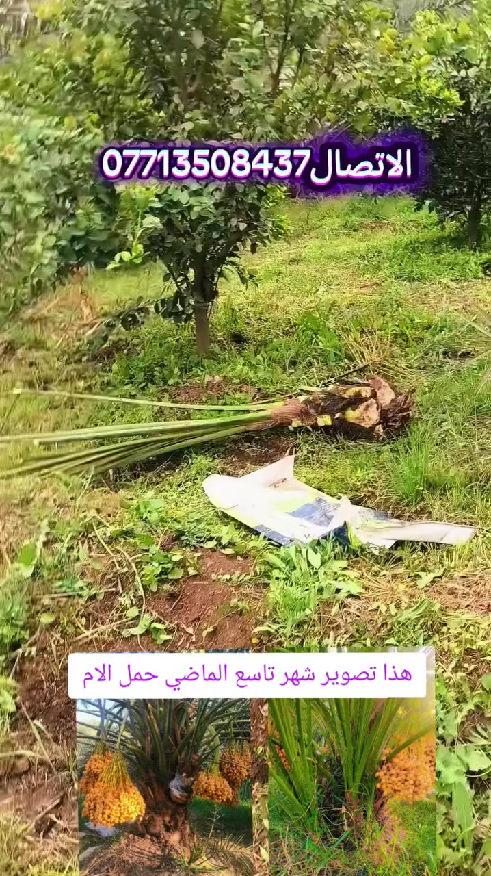 السلام عليكم متابعة للصفحه بتاريخ /15/3/2026/ تم قلع برحي احجام من دبة غاز واكبر لأحد الاخوة من الموصل ايضا يتوفر فسائل مجهول و بريم ومكتوم الي راغب بالشراء عنواني واسط الصويرة مشاركة المنشور فضلا منكم  لدعم الزراعة *********** اخوكم علي الشمري البيع النخيل
