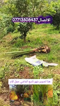 نخيل • برحي • واسط الصويرة