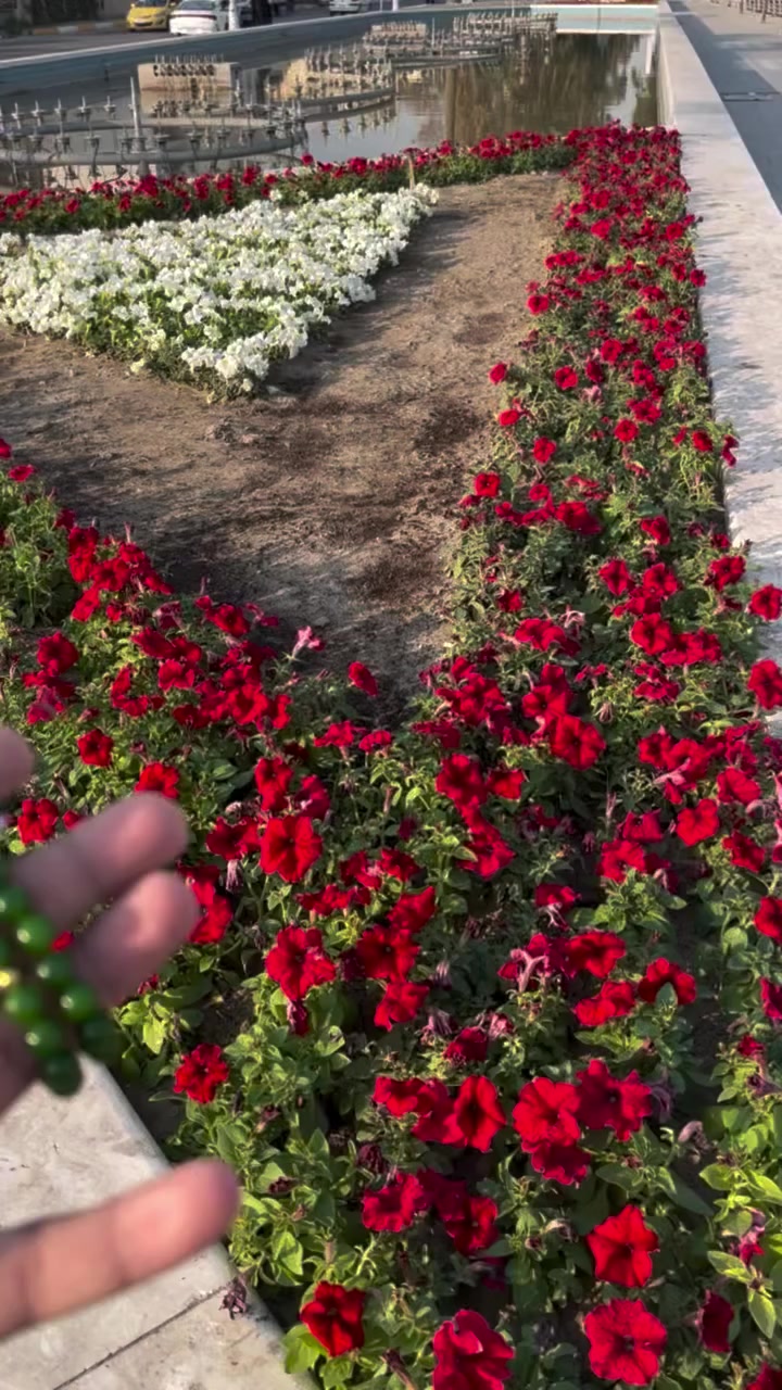 حجر اليشم الأخضر (Jade) هو حجر كريم ثمين يُعرف بـ "حجر الجنة" أو "حجر الحظ والوفرة"، ويشتهر بلونه الأخضر الجذاب، شفافيته، وملمسه البارد. يُستخدم تاريخياً في الطب التقليدي الصيني، ومؤخراً في أدوات التجميل (رولر) لشد البشرة، تعزيز الكولاجين، وتقليل الانتفاخات، كما يُعتقد أنه يجلب الهدوء والثروة.
 فوائد حجر اليشم الأخضر (الجاد):
للبشرة والجمال:
تحسين المظهر: يُستخدم في تدليك الوجه (Jade Roller) لشد المسامات وتقليل الانتفاخات، خاصة تحت العينين.
تعزيز الصحة: يزيد من تدفق الدم، يعزز إنتاج الكولاجين، ويساعد في امتصاص منتجات العناية بالبشرة.
الاسترخاء: بفضل ملمسه البارد، يعمل على تهدئة البشرة والتهاباتها.
الطاقة والنفسية:
جلب الحظ: يُعتبر حجرًا يجلب الحظ السعيد، الصحة، والثروة.
التوازن العاطفي: يساعد في تقليل التوتر والقلق، ويعزز التوازن والسلام الداخلي.
الاستقرار المالي: يُنصح به في فنغ شوي لتعزيز الاستقرار المالي والازدهار.


**إذا كنت صاحب هذا الإعلان وتريد حذفه لأي سبب، رجاءا أرسل رسالة إلى الدعم الفني**